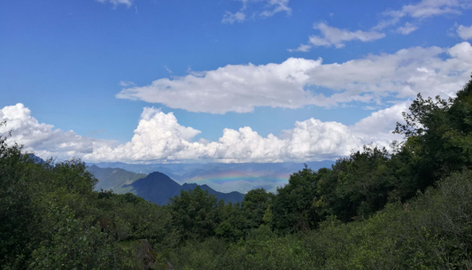 HUAFANGCUN High-Altitude Teas: The Science Behind Better Flavor from 2,000m Yunnan Gardens.
